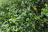  (Pavonia burchellii - H12_K1215_Abutilon_mauritianum)  @11 [ ] CreativeCommons - Attribution Non-Commercial Share-Alike (2014) Dr. Robert Pringle Mpala Research Centre