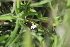  (Justicia calyculata - A7_K1216_Justicia_sp)  @11 [ ] CreativeCommons - Attribution Non-Commercial Share-Alike (2014) Dr. Robert Pringle Mpala Research Centre