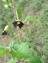  (Tinnea - B2_K1214_Unknown_sp)  @11 [ ] CreativeCommons - Attribution Non-Commercial Share-Alike (2014) Dr. Robert Pringle Mpala Research Centre