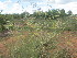  ( - H6_K1214_Unknown_sp)  @11 [ ] CreativeCommons - Attribution Non-Commercial Share-Alike (2014) Dr. Robert Pringle Mpala Research Centre