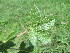  ( - G3_K1214_Gynandropsis_gynandra)  @11 [ ] CreativeCommons - Attribution Non-Commercial Share-Alike (2014) Dr. Robert Pringle Mpala Research Centre