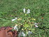  ( - G3_K1214_Gynandropsis_gynandra)  @11 [ ] CreativeCommons - Attribution Non-Commercial Share-Alike (2014) Dr. Robert Pringle Mpala Research Centre