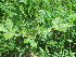  ( - G3_K1214_Gynandropsis_gynandra)  @11 [ ] CreativeCommons - Attribution Non-Commercial Share-Alike (2014) Dr. Robert Pringle Mpala Research Centre