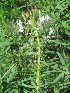  ( - G3_K1214_Gynandropsis_gynandra)  @11 [ ] CreativeCommons - Attribution Non-Commercial Share-Alike (2014) Dr. Robert Pringle Mpala Research Centre