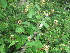  ( - C7_K1214_Croton_dichogamous)  @11 [ ] CreativeCommons - Attribution Non-Commercial Share-Alike (2014) Dr. Robert Pringle Mpala Research Centre
