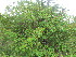  ( - C7_K1214_Croton_dichogamous)  @11 [ ] CreativeCommons - Attribution Non-Commercial Share-Alike (2014) Dr. Robert Pringle Mpala Research Centre