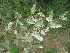  ( - C7_K1214_Croton_dichogamous)  @11 [ ] CreativeCommons - Attribution Non-Commercial Share-Alike (2014) Dr. Robert Pringle Mpala Research Centre