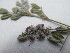  (Indigofera volkensii - B8_K1216_Indigofera_small)  @11 [ ] CreativeCommons - Attribution Non-Commercial Share-Alike (2014) Dr. Robert Pringle Mpala Research Centre