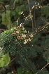  ( - C4_K1207_Acacia_brevispica)  @11 [ ] CreativeCommons - Attribution Non-Commercial Share-Alike (2015) Dr. Robert Pringle Mpala Research Centre