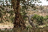  ( - C4_K1207_Acacia_brevispica)  @11 [ ] CreativeCommons - Attribution Non-Commercial Share-Alike (2015) Dr. Robert Pringle Mpala Research Centre