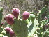  ( - H11_K1300_Opuntia_vulgaris)  @11 [ ] CreativeCommons - Attribution Non-Commercial Share-Alike (2015) Dr. Tyler Kartzinel Mpala Research Centre