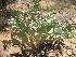  ( - G11_K1300_Opuntia_vulgaris)  @11 [ ] CreativeCommons - Attribution Non-Commercial Share-Alike (2015) Dr. Tyler Kartzinel Mpala Research Centre