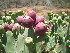  ( - G11_K1300_Opuntia_vulgaris)  @11 [ ] CreativeCommons - Attribution Non-Commercial Share-Alike (2015) Dr. Tyler Kartzinel Mpala Research Centre