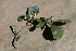  ( - A8_K1213_Cordia_monoica)  @11 [ ] CreativeCommons - Attribution Non-Commercial Share-Alike (2014) Dr. Robert Pringle Mpala Research Centre