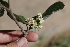  ( - A8_K1213_Cordia_monoica)  @11 [ ] CreativeCommons - Attribution Non-Commercial Share-Alike (2014) Dr. Robert Pringle Mpala Research Centre