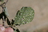 ( - A8_K1213_Cordia_monoica)  @11 [ ] CreativeCommons - Attribution Non-Commercial Share-Alike (2014) Dr. Robert Pringle Mpala Research Centre