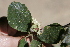  ( - A8_K1213_Cordia_monoica)  @11 [ ] CreativeCommons - Attribution Non-Commercial Share-Alike (2014) Dr. Robert Pringle Mpala Research Centre