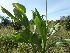 ( - G2_K1212_Notonia_abyssinica)  @11 [ ] CreativeCommons - Attribution Non-Commercial Share-Alike (2014) Dr. Robert Pringle Mpala Research Centre