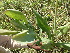  ( - G2_K1212_Notonia_abyssinica)  @11 [ ] CreativeCommons - Attribution Non-Commercial Share-Alike (2014) Dr. Robert Pringle Mpala Research Centre
