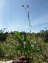  ( - H2_K1212_Notonia_abyssinica)  @11 [ ] CreativeCommons - Attribution Non-Commercial Share-Alike (2014) Dr. Robert Pringle Mpala Research Centre
