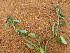  (Justicia diclipteroides - C3_K1216_Justicia_sp)  @11 [ ] CreativeCommons - Attribution Non-Commercial Share-Alike (2014) Dr. Robert Pringle Mpala Research Centre