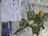  ( - C7_K1216_Pavonia_sp)  @11 [ ] CreativeCommons - Attribution Non-Commercial Share-Alike (2014) Dr. Robert Pringle Mpala Research Centre