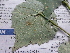 ( - C7_K1216_Pavonia_sp)  @11 [ ] CreativeCommons - Attribution Non-Commercial Share-Alike (2014) Dr. Robert Pringle Mpala Research Centre