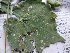  ( - C7_K1216_Pavonia_sp)  @11 [ ] CreativeCommons - Attribution Non-Commercial Share-Alike (2014) Dr. Robert Pringle Mpala Research Centre