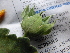  ( - C7_K1216_Pavonia_sp)  @11 [ ] CreativeCommons - Attribution Non-Commercial Share-Alike (2014) Dr. Robert Pringle Mpala Research Centre