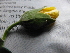  ( - C7_K1216_Pavonia_sp)  @11 [ ] CreativeCommons - Attribution Non-Commercial Share-Alike (2014) Dr. Robert Pringle Mpala Research Centre