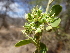  (Balanites - H4_K1214_Balanites_aegyptiaca)  @11 [ ] CreativeCommons - Attribution Non-Commercial Share-Alike (2014) Dr. Robert Pringle Mpala Research Centre