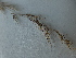  ( - A8_K1214_Aristida_kenyensis)  @11 [ ] CreativeCommons - Attribution Non-Commercial Share-Alike (2014) Dr. Robert Pringle Mpala Research Centre