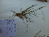  ( - A9_K1214_Heteropogon_contartus)  @11 [ ] CreativeCommons - Attribution Non-Commercial Share-Alike (2014) Dr. Robert Pringle Mpala Research Centre