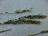  ( - F9_K1214_Enneapogon_sp)  @11 [ ] CreativeCommons - Attribution Non-Commercial Share-Alike (2014) Dr. Robert Pringle Mpala Research Centre