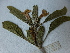  ( - D4_K1216_Barleria_sp)  @11 [ ] CreativeCommons - Attribution Non-Commercial Share-Alike (2014) Dr. Robert Pringle Mpala Research Centre