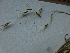 ( - D7_K1216_Chrysopogon_sp)  @11 [ ] CreativeCommons - Attribution Non-Commercial Share-Alike (2014) Dr. Robert Pringle Mpala Research Centre