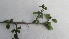  (Commiphora habessinica - G2_K1300_Commiphora africana)  @11 [ ] CreativeCommons - Attribution Non-Commercial Share-Alike (2014) Dr. Tyler Kartzinel Mpala Research Centre