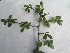 ( - G2_K1300_Commiphora africana)  @11 [ ] CreativeCommons - Attribution Non-Commercial Share-Alike (2014) Dr. Tyler Kartzinel Mpala Research Centre