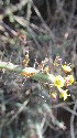  (Euphorbia septentrionalis - G3_K1300_Euphorbia)  @11 [ ] CreativeCommons - Attribution Non-Commercial Share-Alike (2014) Dr. Tyler Kartzinel Mpala Research Centre