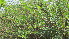  ( - H4_K1300_Phyllanthus)  @11 [ ] CreativeCommons - Attribution Non-Commercial Share-Alike (2014) Dr. Tyler Kartzinel Mpala Research Centre