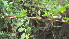  ( - H4_K1300_Phyllanthus)  @11 [ ] CreativeCommons - Attribution Non-Commercial Share-Alike (2014) Dr. Tyler Kartzinel Mpala Research Centre