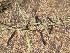  (Tephrosia reptans - H6_K1300_Indigofera)  @11 [ ] CreativeCommons - Attribution Non-Commercial Share-Alike (2014) Dr. Tyler Kartzinel Mpala Research Centre