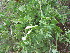  ( - A7_K1300_Solanecio_angulatus)  @11 [ ] CreativeCommons - Attribution Non-Commercial Share-Alike (2014) Dr. Tyler Kartzinel Mpala Research Centre