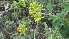  ( - A7_K1300_Solanecio_angulatus)  @11 [ ] CreativeCommons - Attribution Non-Commercial Share-Alike (2014) Dr. Tyler Kartzinel Mpala Research Centre
