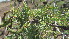  ( - D8_K1300_Acacia_drepanolobium)  @11 [ ] CreativeCommons - Attribution Non-Commercial Share-Alike (2014) Dr. Tyler Kartzinel Mpala Research Centre