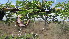  ( - D8_K1300_Acacia_drepanolobium)  @11 [ ] CreativeCommons - Attribution Non-Commercial Share-Alike (2014) Dr. Tyler Kartzinel Mpala Research Centre
