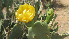  ( - H11_K1300_Opuntia_vulgaris)  @11 [ ] CreativeCommons - Attribution Non-Commercial Share-Alike (2014) Dr. Tyler Kartzinel Mpala Research Centre