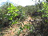  ( - H12_K1300_Ziziphus)  @11 [ ] CreativeCommons - Attribution Non-Commercial Share-Alike (2014) Dr. Tyler Kartzinel Mpala Research Centre