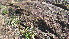 ( - G4_K1301_Sporobolus_festivas)  @11 [ ] CreativeCommons - Attribution Non-Commercial Share-Alike (2289) Unspecified Mpala Research Centre
