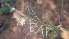  ( - D6_K1301_Eragrostis_papposa)  @11 [ ] CreativeCommons - Attribution Non-Commercial Share-Alike (2272) Unspecified Mpala Research Centre
